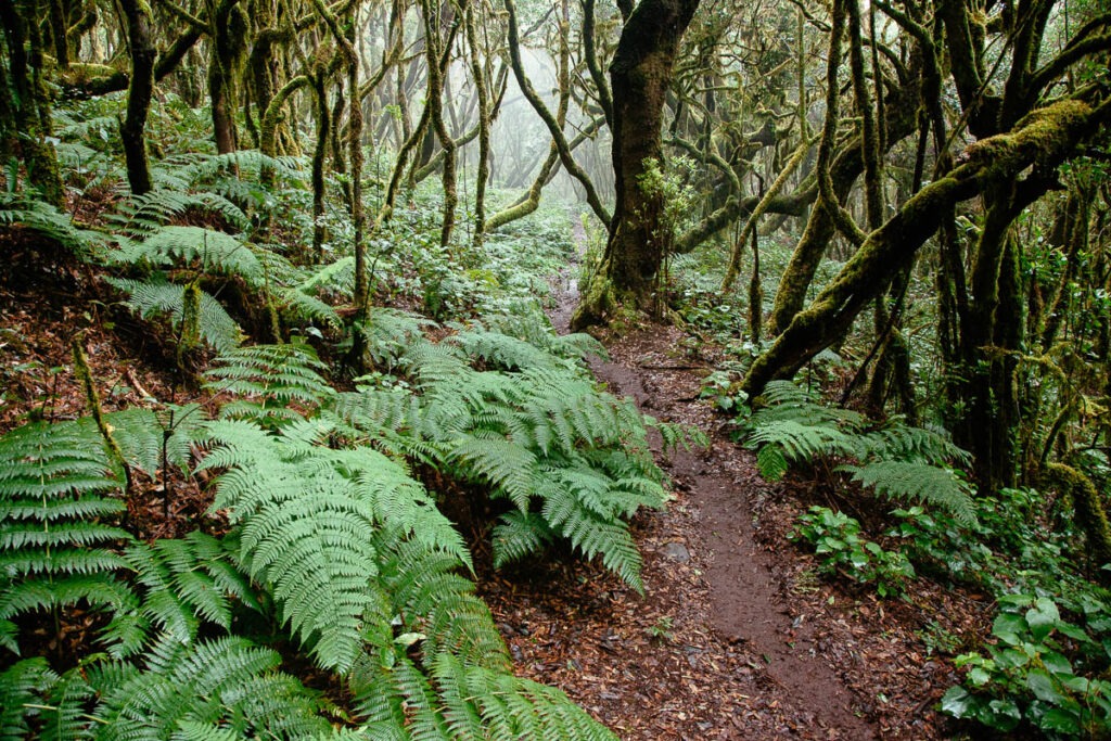 Nationaal Park Garajonay, La Gomera