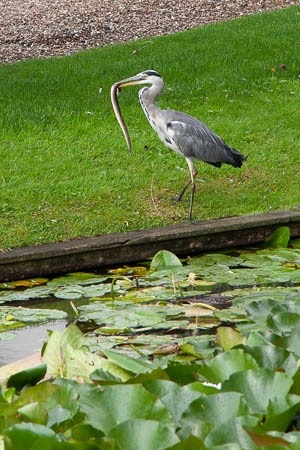 Reeuwijkse Plassen