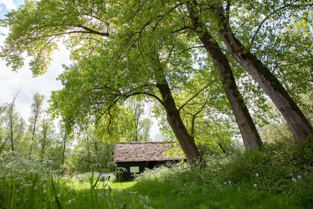 Griendwerkerskeet in de Hollandse Biesbosch