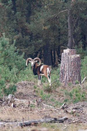 De wilde Veluwe