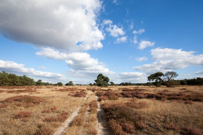 De wilde Veluwe: van ‘Big Three’ tot Schotse burger