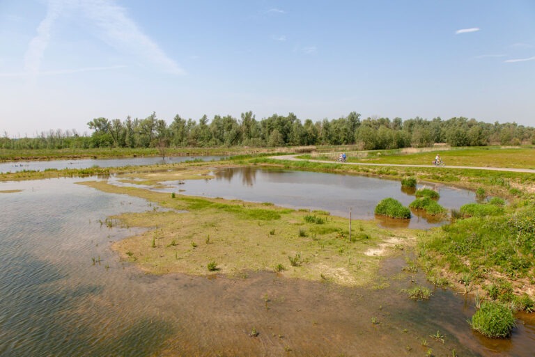 Biesbosch: van kartonnen huis tot zwammenbal