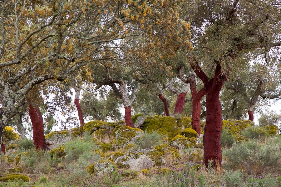 Kurkeiken in Alentejo