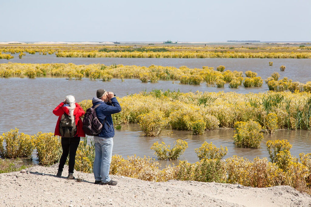 Vogelaars op de Marker Wadden