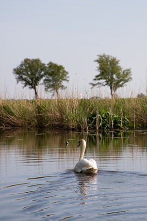 Zwaan zwemt langs de Floating Lodge bij Fort Uitermeer