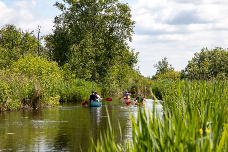 Kanoën door de smalle slootjes bij de Kortenhoefse Plassen