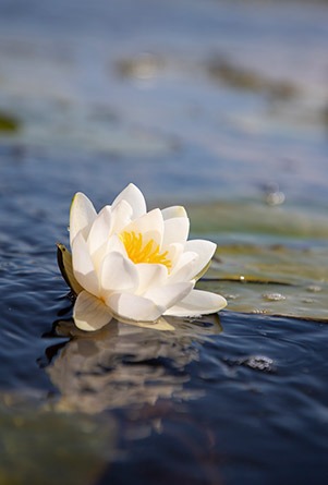 Waterlelie op de Kortenhoefse Plassen