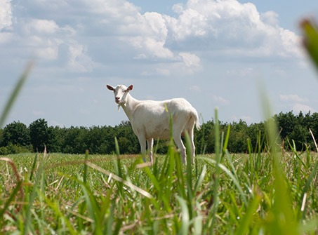 Geit in het weiland bij de Kortenhoefse Plassen