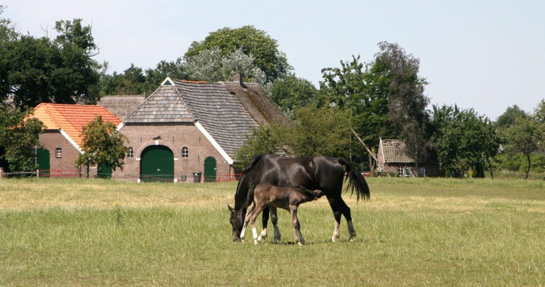 Overijssel: op stap met de wichelroede