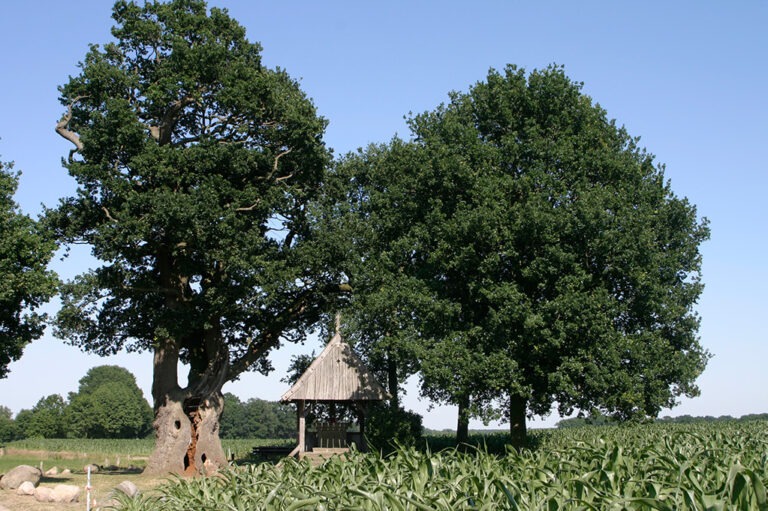 Twentse Kroezenboom: een beschermende boom