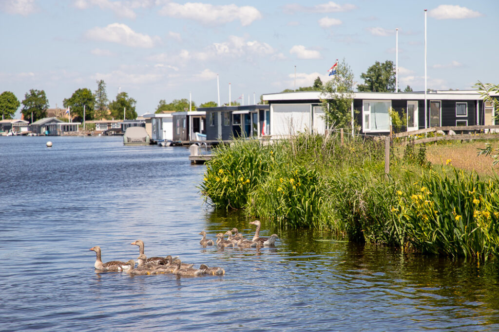 Ganzenfamilies op De Zijp en woonboten op de achtergrond