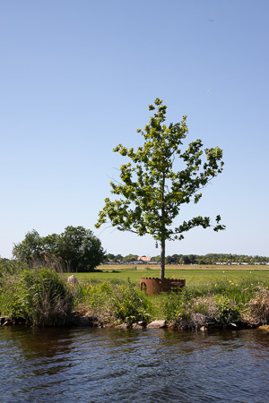 De jeneverboom aan de Kagerplassen